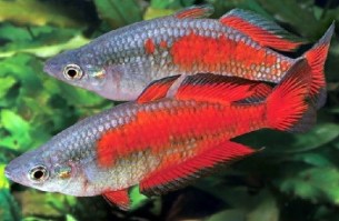 Melanotaenia parkinsoni2